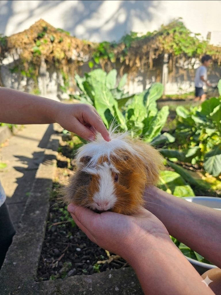 Porquinho-da-índia no colo, na horta